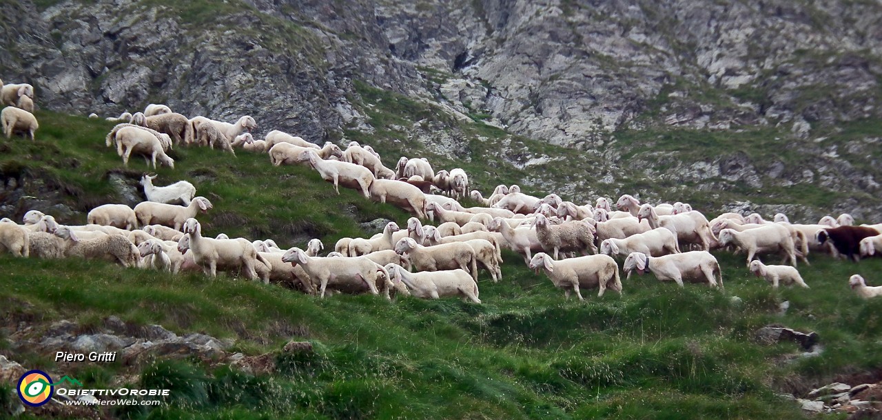 46 Pecore al pascolo....JPG